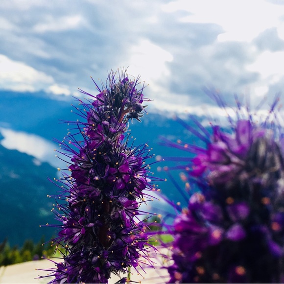 Meet your Posher, Sarah - Picture 2 of 3